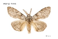 藏品(阿里山麗毒蛾)的圖片